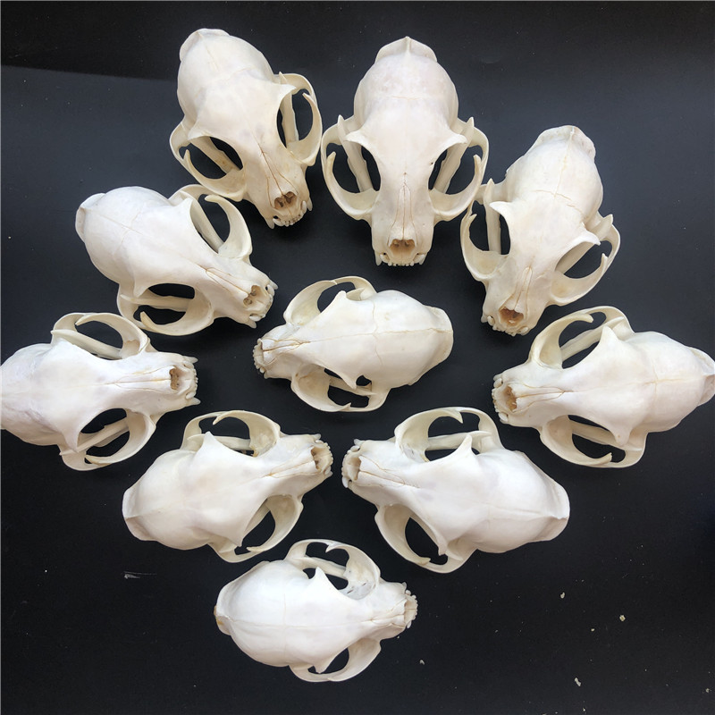 1/2/3/5/10pcs Such as pictures real Animal Skull s... – Grandado
