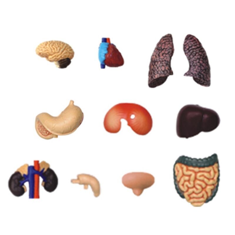 1:6 torso modell menneskelig halvkropp indre organer anatomi visceral nyre modell xxfe
