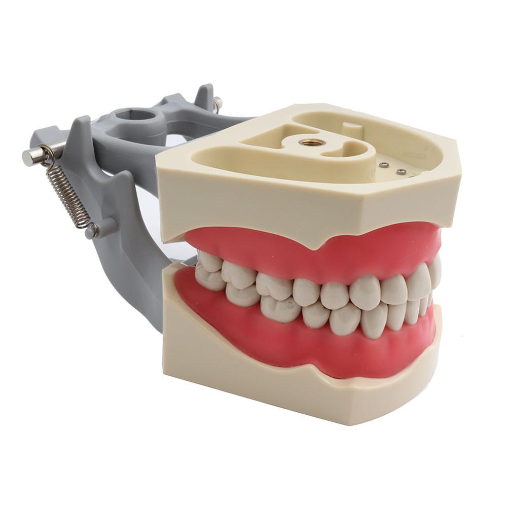 ADC Accredited Model Dental Teeth Model Dental Teaching Model Demonstration Tooth Model With Removable 32 pcs Teeth