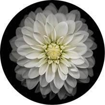 Phone Holder попсокет Lovely Flower Pattern Smartphone pocket socket Desk Stand Hand Finger Phones Ring Grip: Choose 16