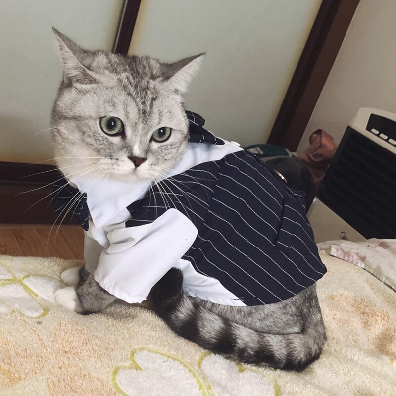 Beau Costume de fête pour chien et chat, vêtements solides à la , veste pour animaux de compagnie pour chats, petits chiens, vêtements de fête d'anniversaire et de mariage