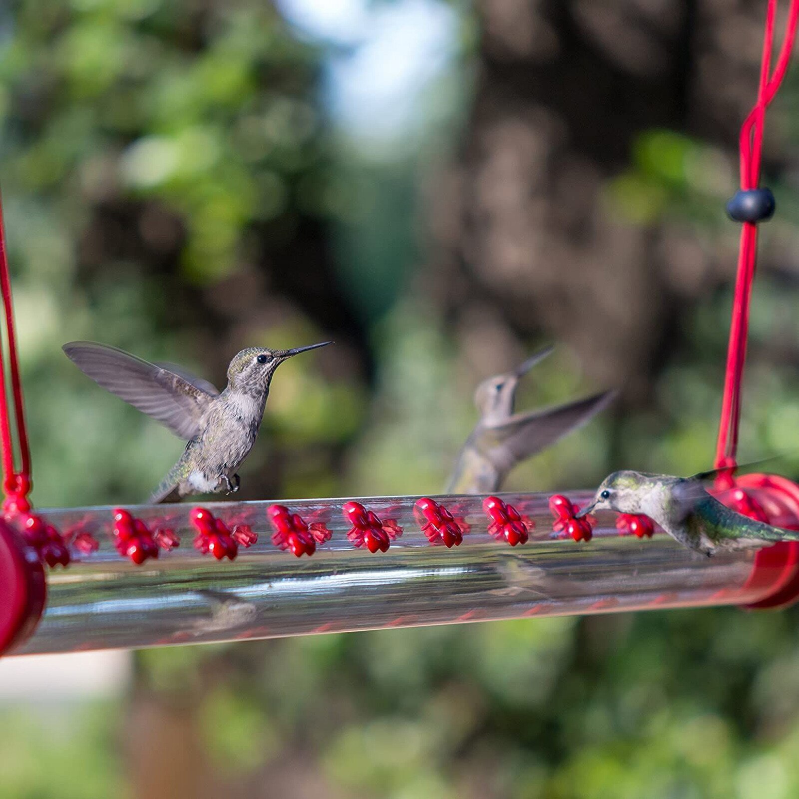 40Cm/50Cm Bob 'S Beste Hummingbird Feeder Met Gat Vogels Voeden Transparante Pijp Te Gebruiken Hogard anna 'S Beste Feeder # G35