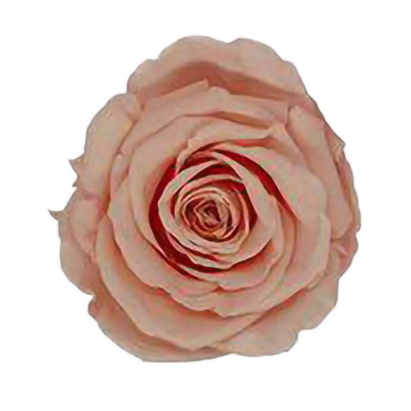 6 Roses Dried Flower Flower Head Eternal Flower B-class Wedding Family Decoration Valentine's Day Mother's Day: DP