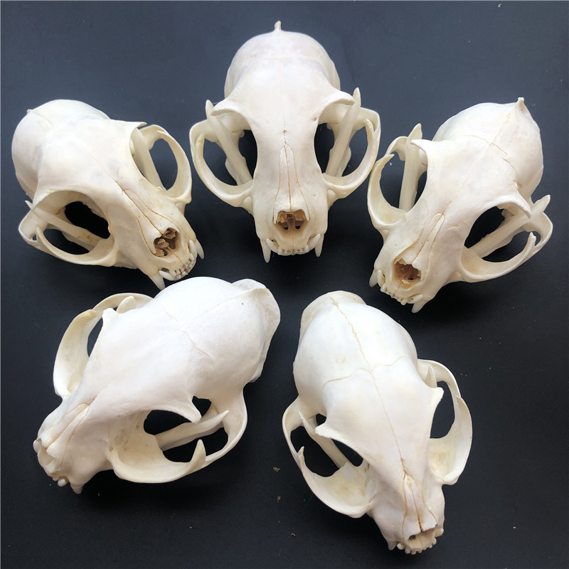 1/2/3/5/10pcs Such as pictures real Animal Skull specimen: 5 pcs