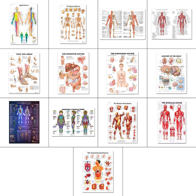 Muscular &amp; Skeletal System Anatomical Poster Set - Human Skeleton &amp; Muscle Anatomy - Single Sided19" x 27"
