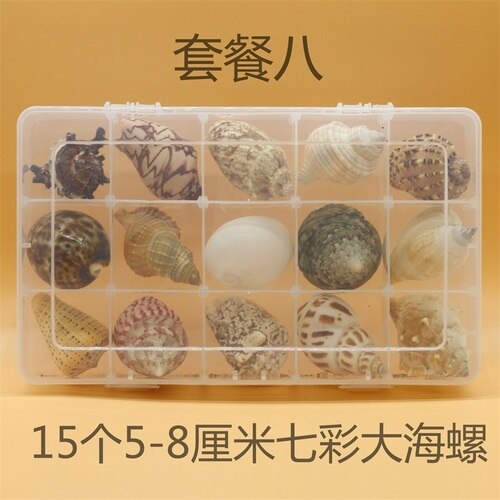 Natuurlijke Schelp Zeester Exemplaren Box Voor Kinderen Voorschoolse Mariene Biologie Populaire Wetenschap Decoratie Ambachten: 8