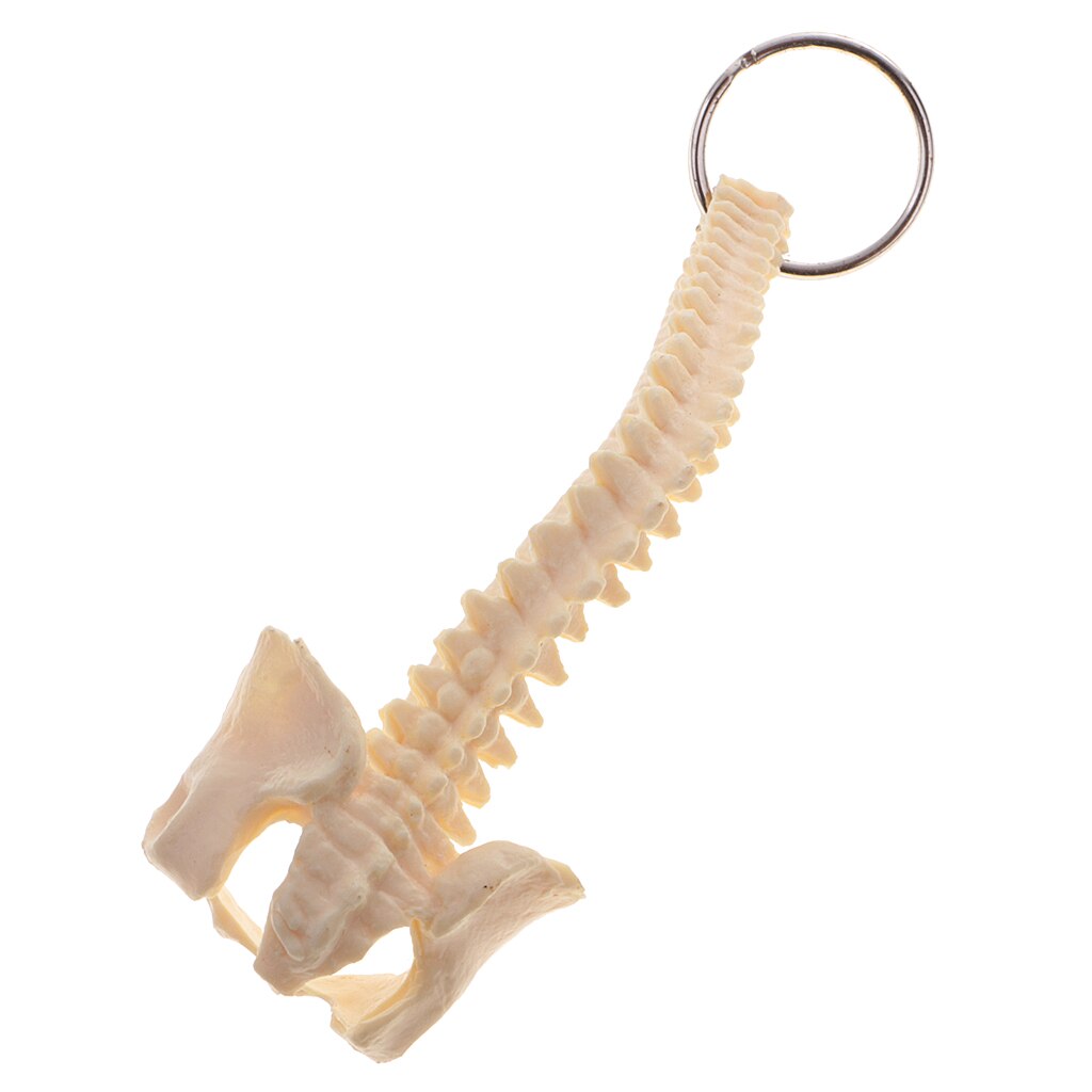 Mini squelette de colonne vertébrale humaine modèle porte-clés outils d'apprentissage scolaire fournitures de laboratoire