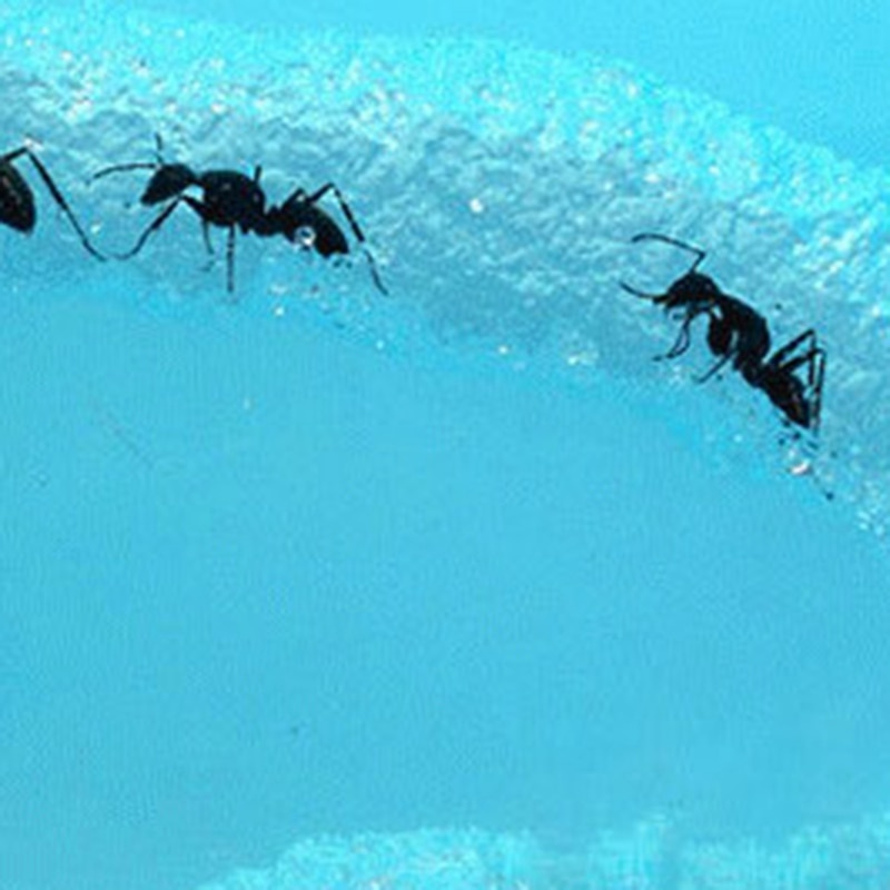 DIY Moisture with Feeding Area Ant Nest Ant Farm Ant Nests Villa Pet for House Ants Ant Workshop Ant Nest Science Educational To