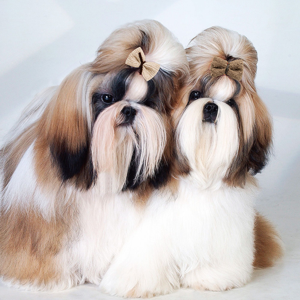 10 Uds. De lazos hechos a mano para perros, lazos de la serie marrón para perros pequeños, lindas bandas de goma para perros, Boutique, accesorios para el cabello para perros y gatos