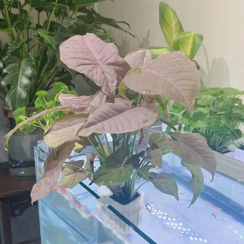 Aquarium Plantenhouder Aquarium Planten Mand met Haak Aquarium Plant Cup Waterplanten Cup Aquarium Decoraties Pot