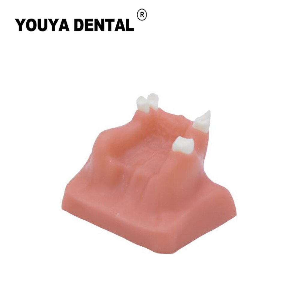 Teeth Implant Practice Model Maxillary Sinus Tooth Implant Model For Dentist Student Training Teaching Material