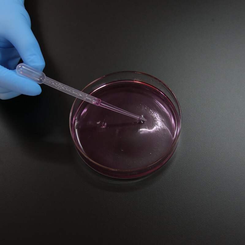 10 stk 60mm glas petriskål laboratorie kemisk biologi petriskål