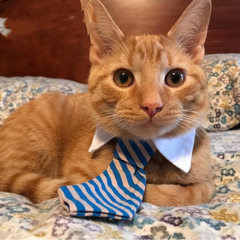 Nowe akcesoria dla zwierząt muszka krawat dla psa lato kot akcesoria łuk szczeniaka