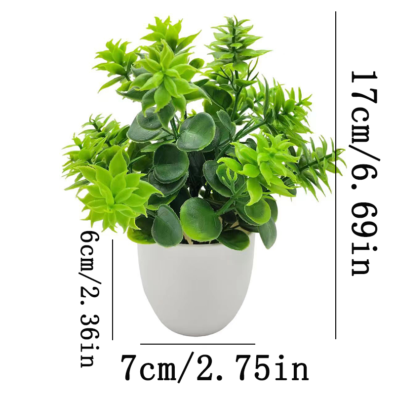 malpighia glabra bonsai Malpighia Coccigera Bonsai Tree 014 (Get The Same Tree shown In Image)   GreenParadiseLive