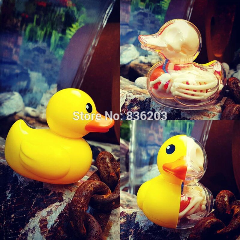4D master bain Ducky drôle modèle d'anatomie médical crâne humain squelette modèle anatomique Science jouets éducatifs