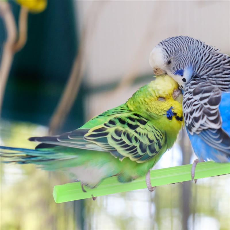 Soportes para loros de pie de aves, accesorios para jaulas de pájaros, 10 Uds.