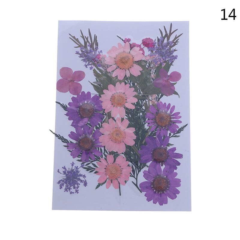 Dried Flowers specimen Pressed Scrapbook Bookmark Card DIY Art Craft Decor: 14
