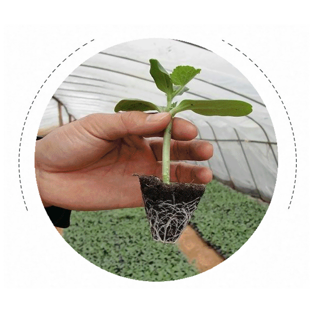 10 st 32/72/105/128 celler sådd bricka plast plantskola bricka maceteros bonsai blomkruka grön saftiga växter kruka frö växa låda