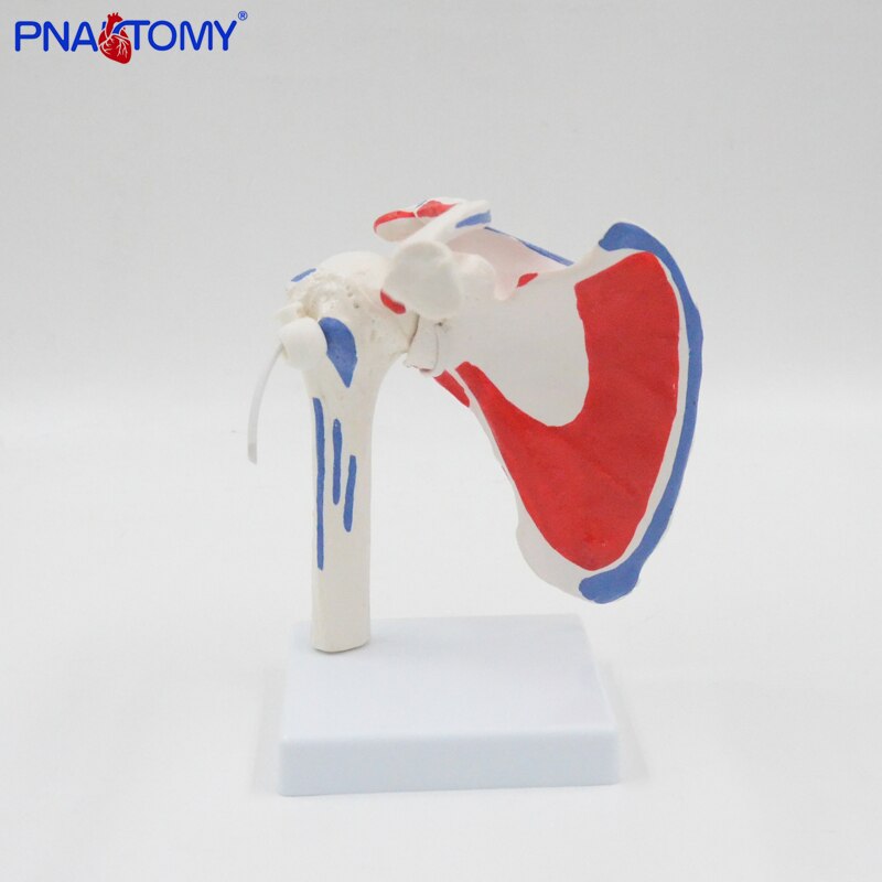 Flexibele En Afneembare Human Schoudergewricht Model Met Spier Geschilderd Medische Onderwijs Tool Anatomisch Apparatuur Levensgrote