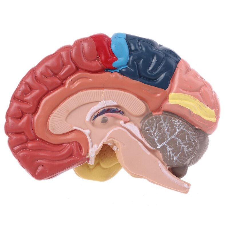 Life Size Human Brain Functional Area Model Anatomy for Science Classroom Study Display Teaching