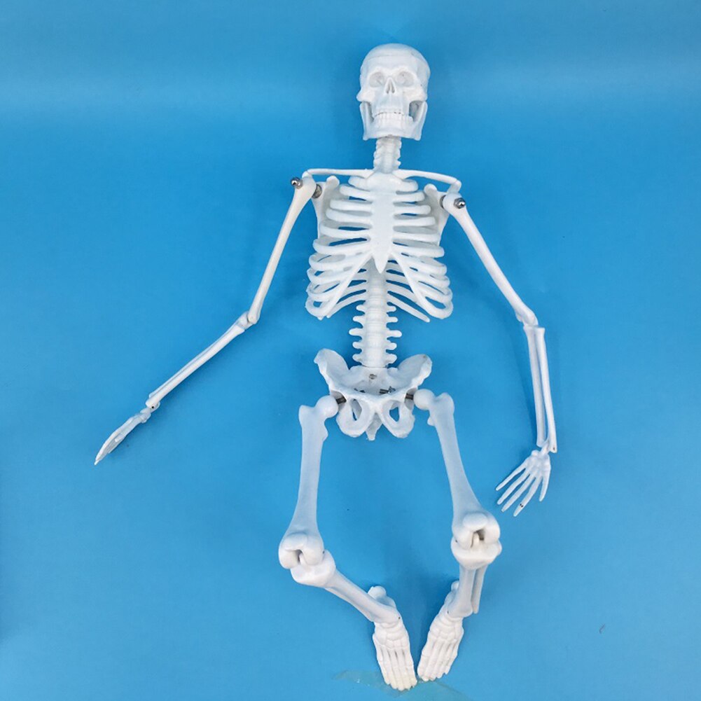 45Cm Menselijk Skelet Model Anatomisch Skelet Model Medische Leren Educatief Training Aid Halloween Party Decoratie