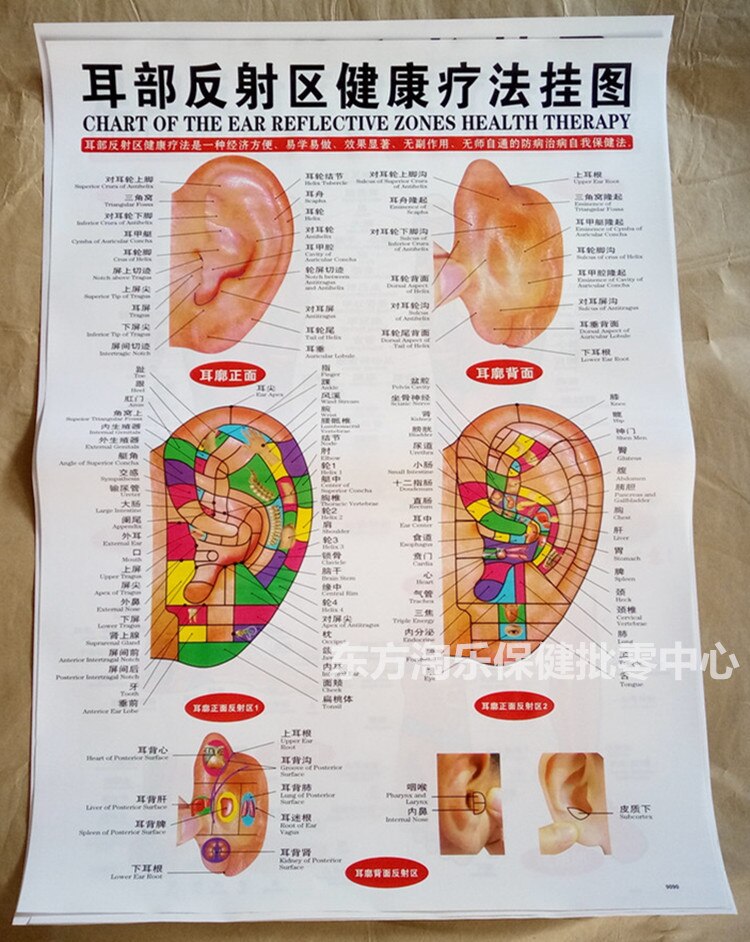 color body acupuncture points chart /Meridian points side/ front / back chinese-English 7pcs set