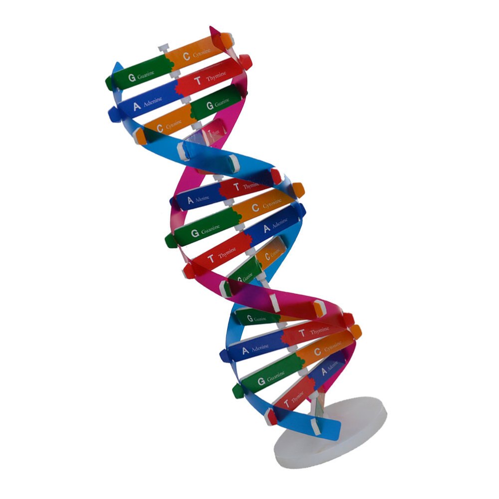 Diy dna dobbelt helix model biologisk videnskab eksperiment værktøj menneskelige gener læringsværktøj til skolekontor