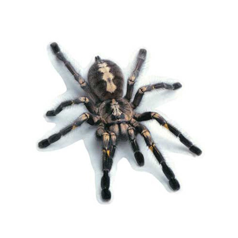 3d pvc bil klistermærke firben skorpion edderkop karosserivindue klistermærke 16 x 18cm tb: Sort edderkop