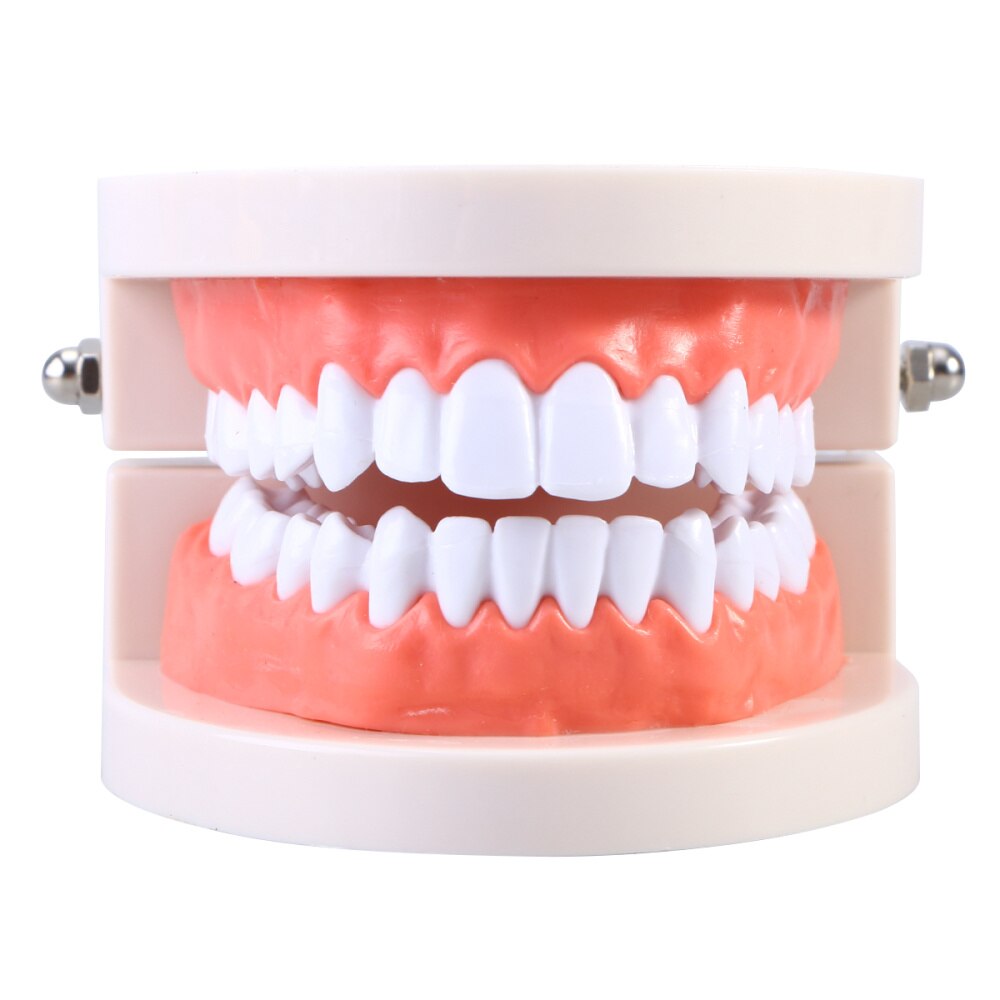 Teeth Model Standard Teaching Study Typodont Demonstration Tool