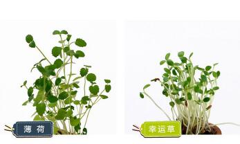 1 stuk desertcreations kweek peropon drinkpot keramiek met rietje