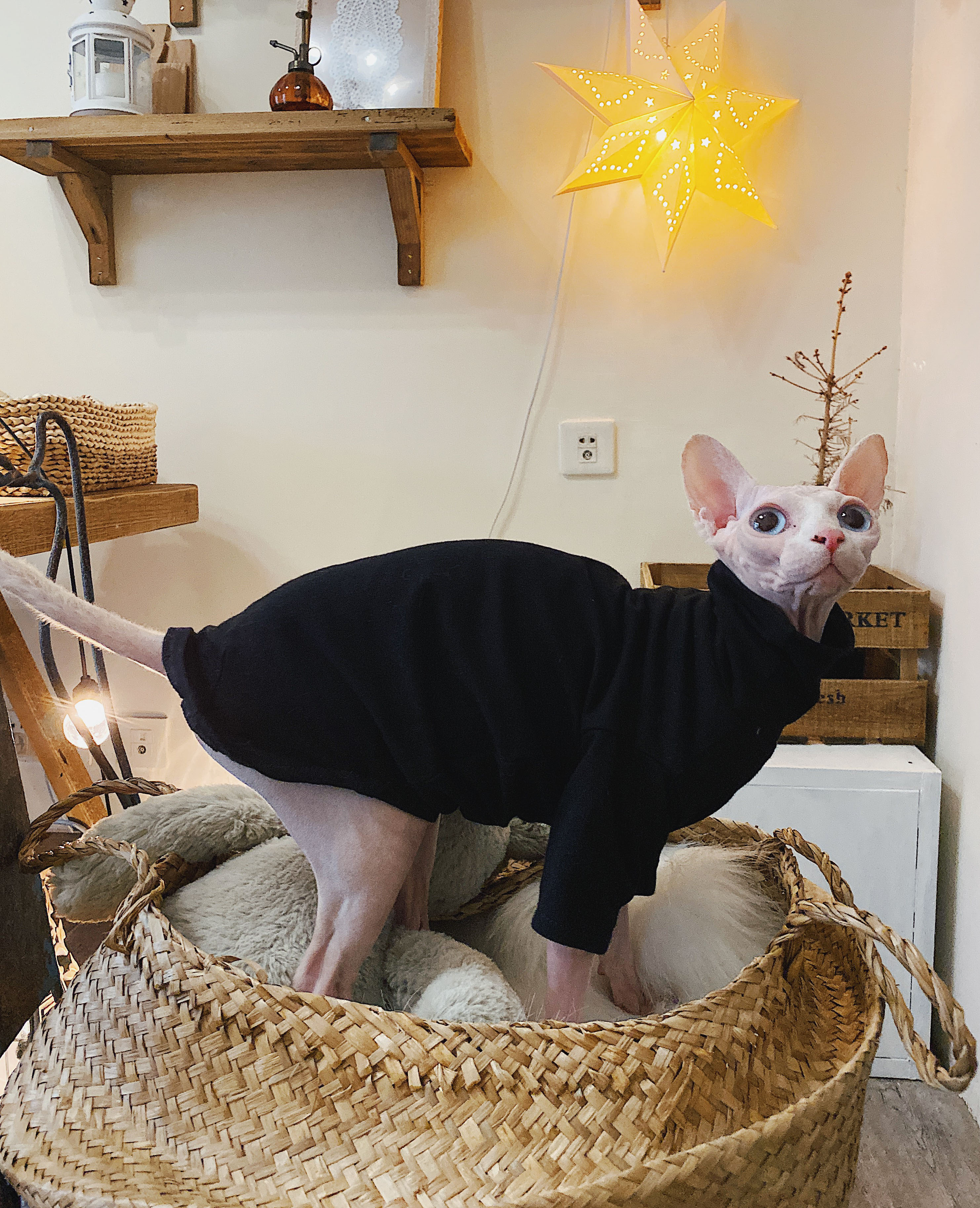 T-shirt Anti-allergie pour chat Sphinx, vêtement d&#39;été en coton noir et blanc pour animal de compagnie: Black / XL