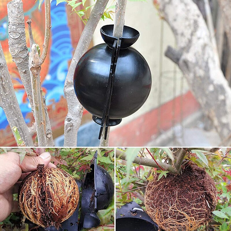 1-10pc Pianta Radicamento Sfera Innesto Radicamento In Crescita Scatola Albero di Innesto Kit Pianta Razza Tifo Dispositivo Giardino Innesto strumenti