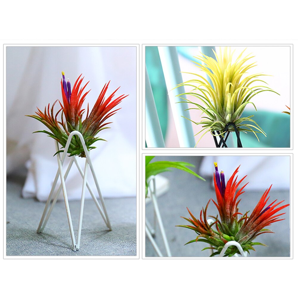 2 stk hjemmejern skrivebordsplanter luft ananas jordløse planter indendørs sort og hvid beslag desinfektionsanlæg til skrivebord
