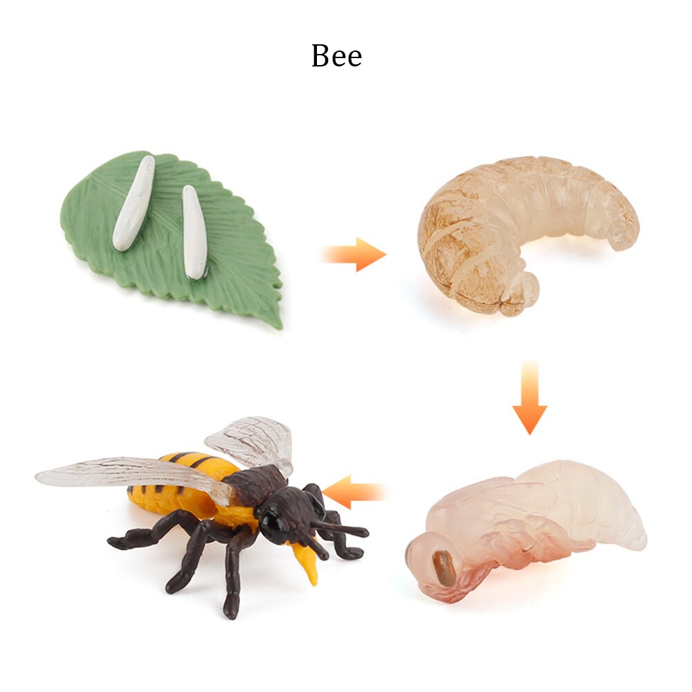 Simulation Animals Growth Cycle ButterflyLadybug Chicken Life Cycle Figurine Plastic Models Action Figures Educational Kids Toy: Bee