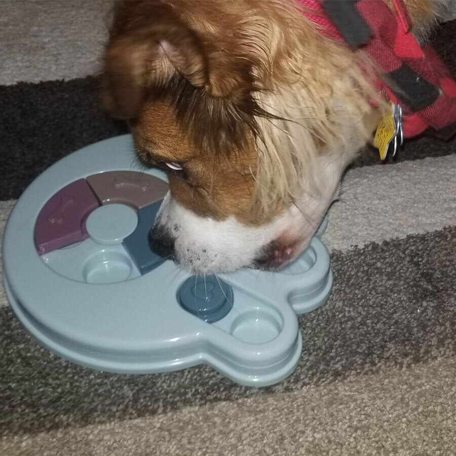 Pet Dog Interactive Toys Increase IQ Puzzle Puppy Dog Food Dispenser Pet Dogs Training Games Feeder For Puppy Medium Dog Bowl