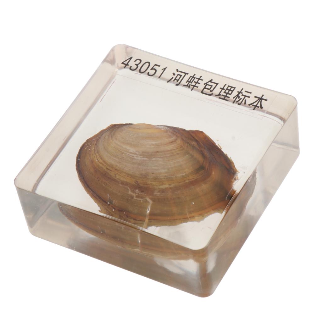 Kids Children Specimen Educational Explore Instrument School Biological Teaching Aids Biological Supplies: clam