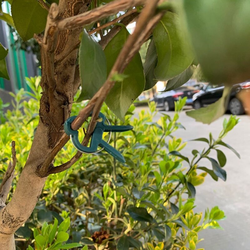80 stuks tuinplanten vaste clip wijnstokken druiven steun bevestiging groenten bloemen stropdas gesp klem beugel