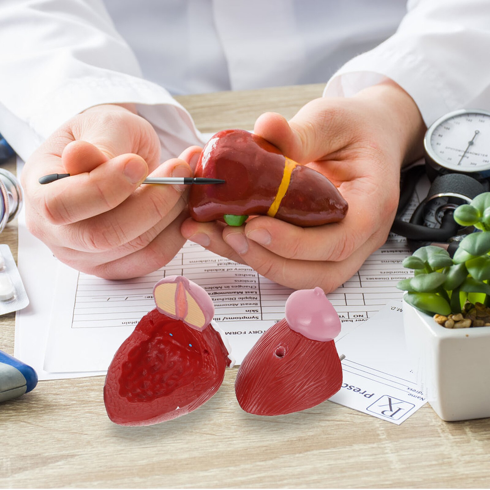 1pc Bladder Anatomical Model Prostate Anatomical Demonstration Model for School