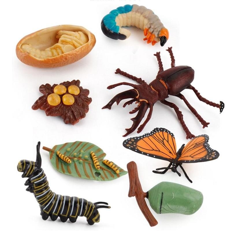 Simulatie Insect Bee Groei Cyclus Model Beeldjes Kikkers Zee Groei Mier Set Mosquito Model Cyclus Cijfers Kip Speelgoed T G5N