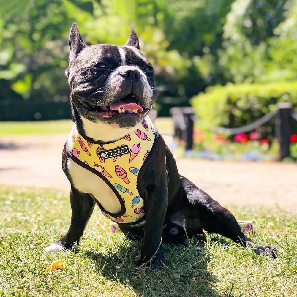 Dog Leashes Collar For Pet French Bulldogs Small Puppy Harnesses For Dogs Pet Breathable Mesh Leash Pugs Collar