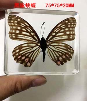 Animal Specimen Onderwijs Kinderen Speelgoed Dier Vlinder Hars Specimen Amber Goederen Van Voor Display Eerder Dan Voor Dragonfly: hestina assimilis