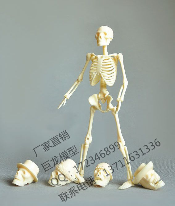 20Cm Menselijk Skelet Model Mini Menselijk Model Educatief Speelgoed Skelet Model