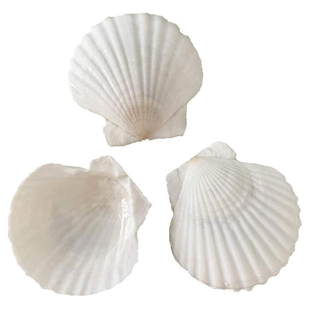 1pcs Natural Shell Big White Scallop Decoration Mediterranean Style Crafts Accessories Aquarium Fish Tank Landscape Home Decor