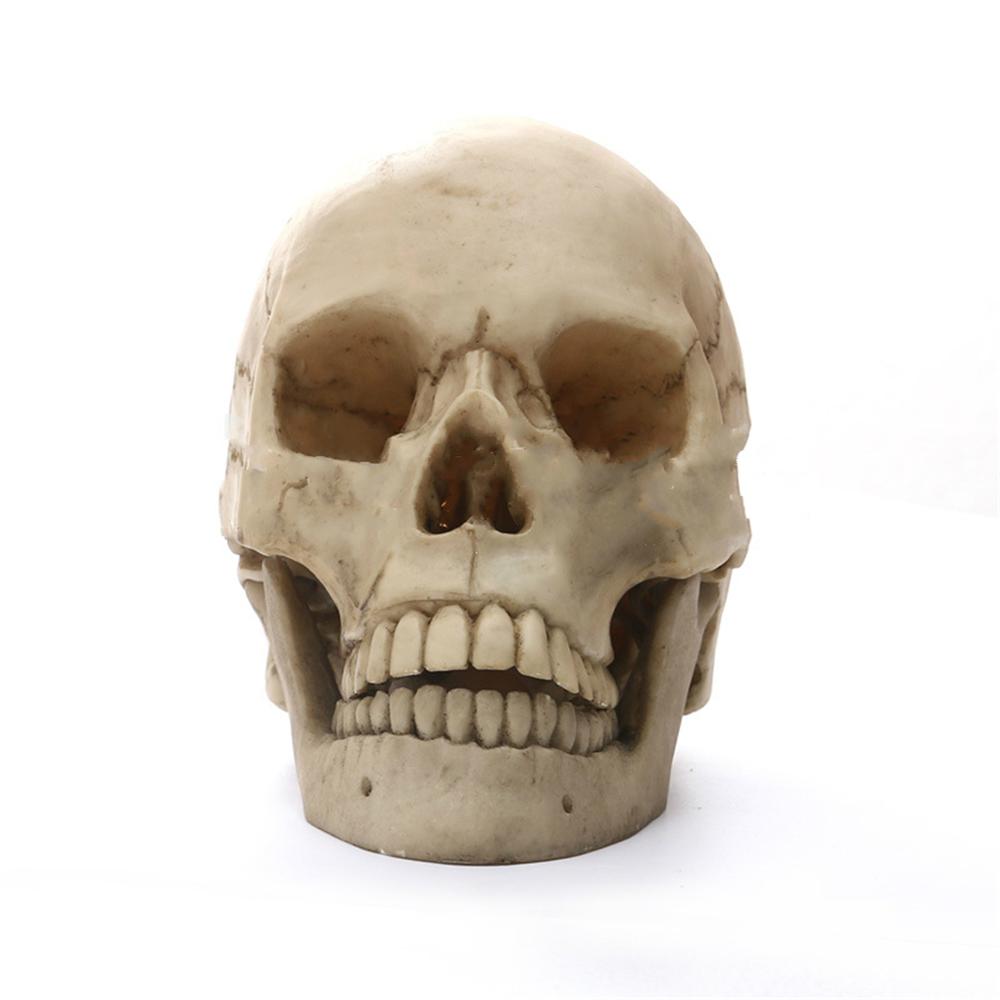 1:1 Simulatie Geneeskunde Schedel Specimen Decoratie Hoogwaardige Natuurlijke Hars Ambachten Model
