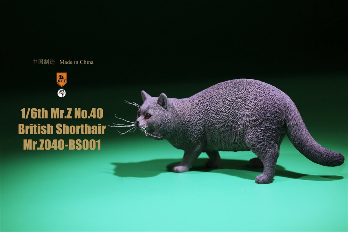 Mr.Z Studio 1:6 British Shorthair Cat Figure Cute Pet Animal Model Collector Toys Gfit Simulation Home Decoration Unisex: 001