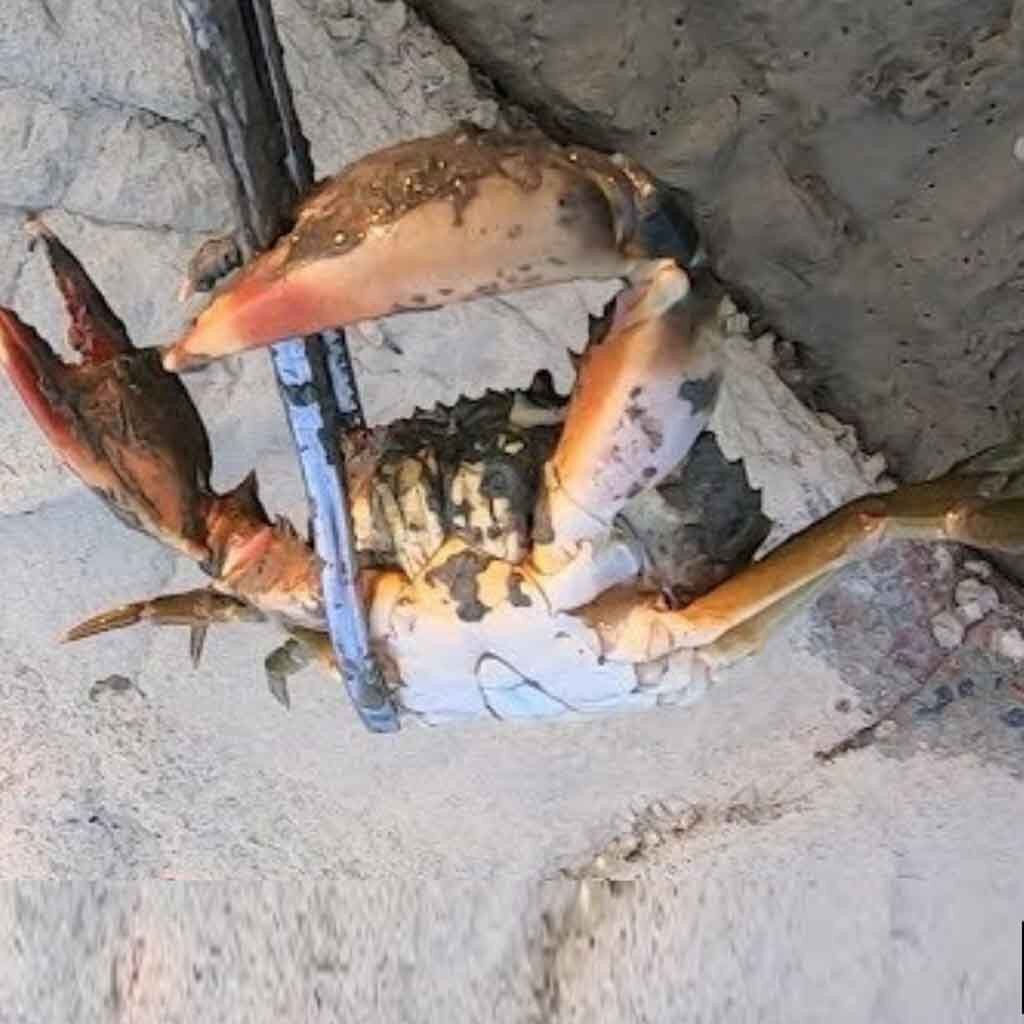 Reinforced Multi-function Clip Anti-slip Tool Clip Sea Crab Artifact Crab Tongs Shell Seafood Forks Kitchen Seafood Cooking Tool