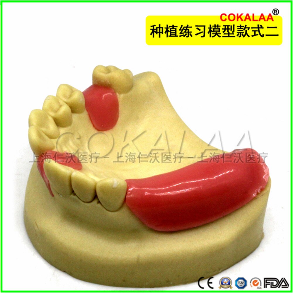 Matériel dentaire de bonne , modèle dentaire pour implant oral, chirurgie du sinus maxillaire, équipement pour les gencives souples, 1 pièces