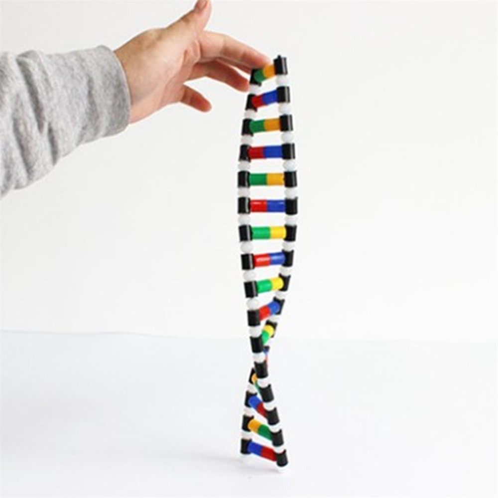 DNA Dubbele Helix Structuur Model Onderwijs Apparatuur