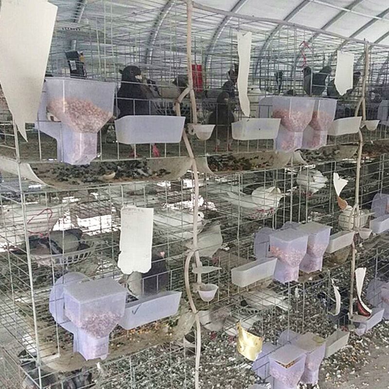 Duif Feeder Automatische Enkel Gat Voeden Case Opknoping Kooi Vogels Papegaai Voedsel Dispenser Apparaat Doos Container Accessoires