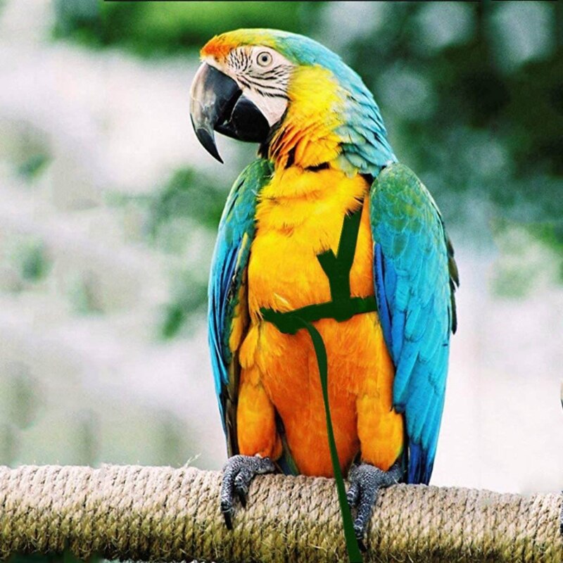 Correa de arnés para pájaros y loros, correas de tracción voladoras para exteriores, banda ajustable Anti-entrenamiento, cuerda de mordida